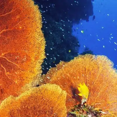 Plongeur PADI conservation des récifs coralliens