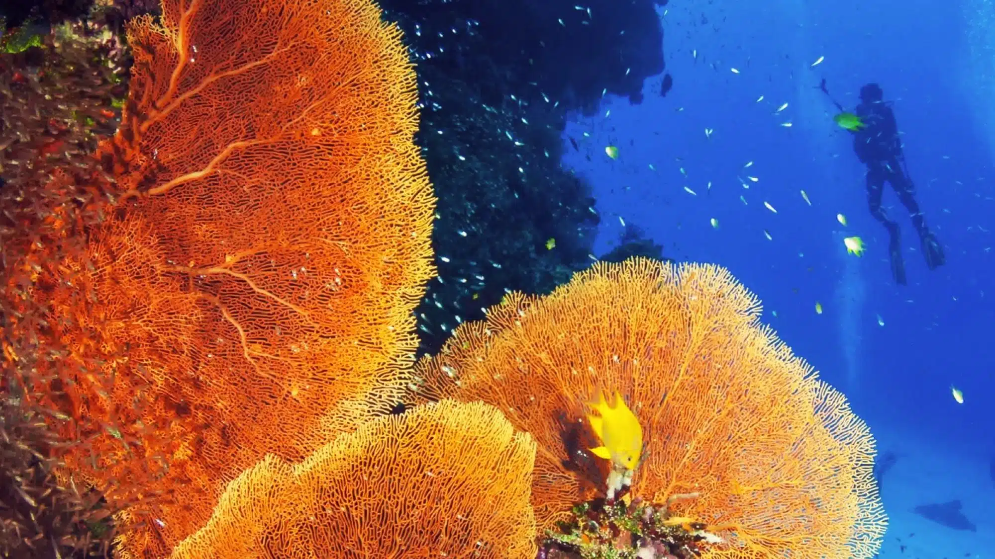 PADI coral reef conservation diver